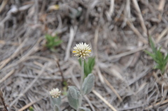 Pfaffia gnaphalioides