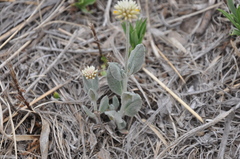 Pfaffia gnaphalioides