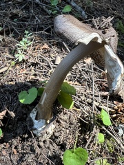 Amanita pachycolea