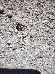 Dasymutilla quadriguttata