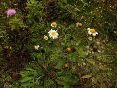 Anthemis arvensis