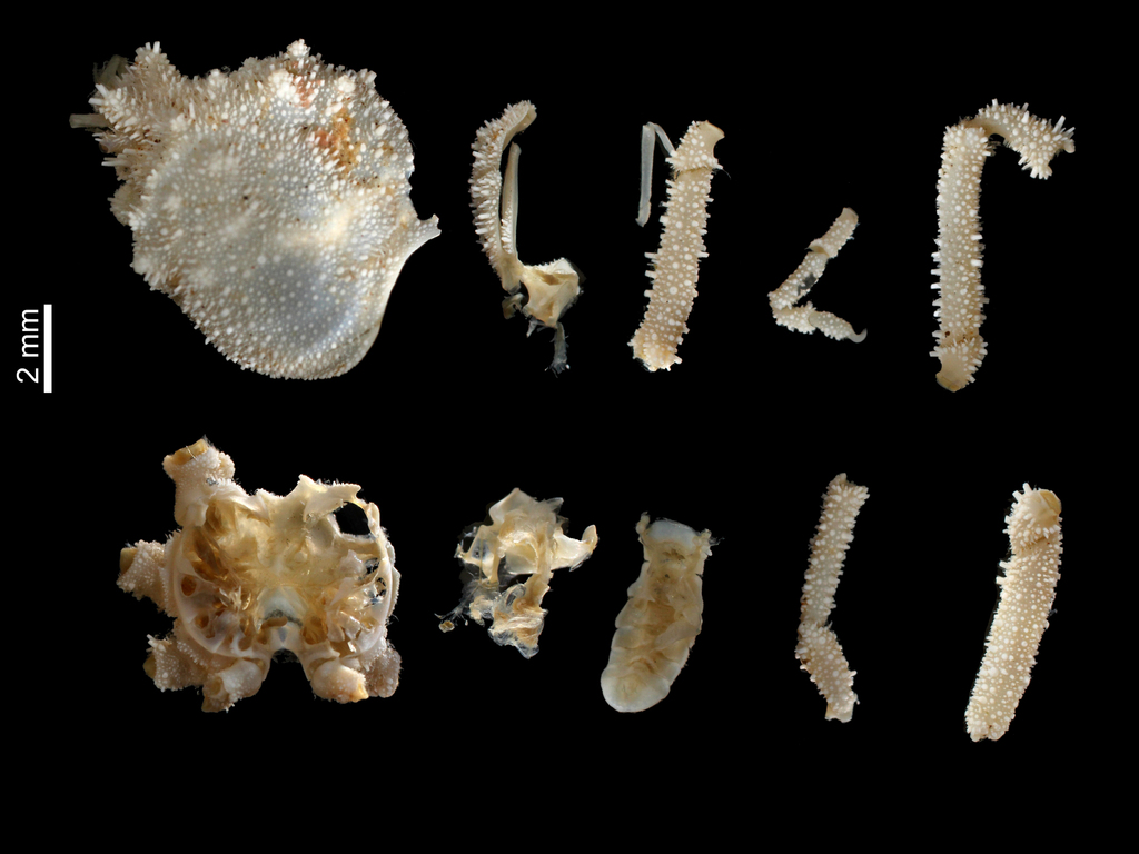 Cymopolus