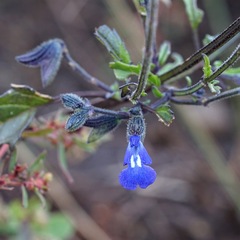 Salvia subincisa