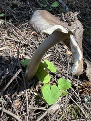 Amanita pachycolea