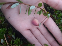 Vaccinium macrocarpon