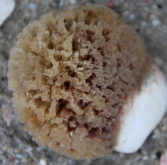 Heteroscleromorpha