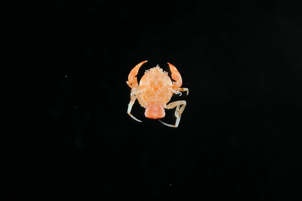 Phyllotymolinidae