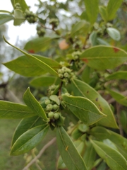 Azara uruguayensis