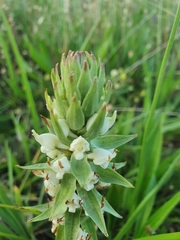 Satyrium ligulatum