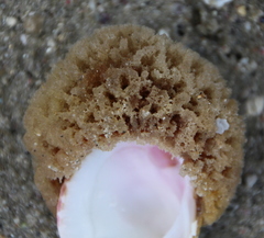 Heteroscleromorpha