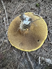 Suillus ochraceoroseus