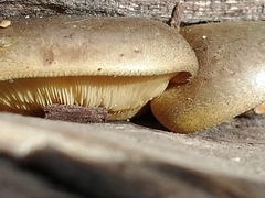 Sarcomyxa serotina
