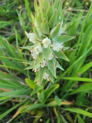 Satyrium ligulatum