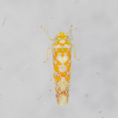 Dikrella maculata