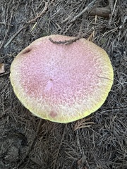 Suillus ochraceoroseus