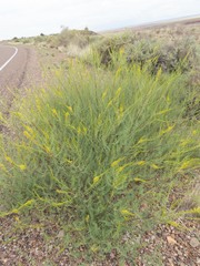 Parryella filifolia