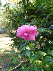 Camellia