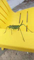 Steropleurus pseudolus