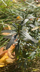 Hypericum prolificum