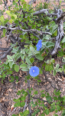 Jacquemontia abutiloides