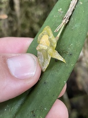 Pleurothallis variabilis
