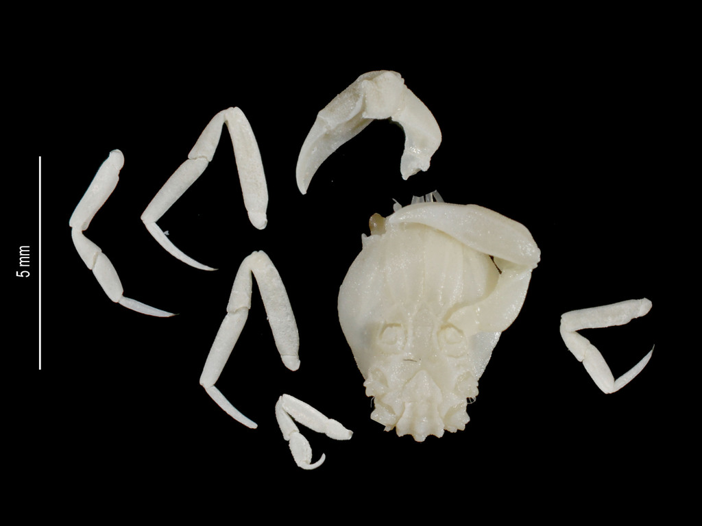 Phyllotymolinum
