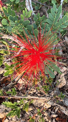 Calliandra californica