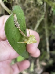 Pleurothallis variabilis