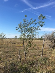 Zanthoxylum hirsutum