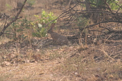 Lepus victoriae