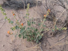 Sphaeralcea incana