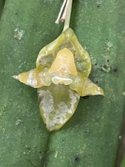 Pleurothallis variabilis