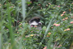 Cercopithecus ascanius schmidti