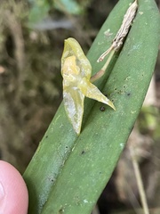 Pleurothallis variabilis