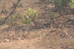 Lepus victoriae