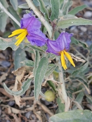 Solanum elaeagnifolium