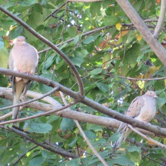 Zenaida macroura carolinensis