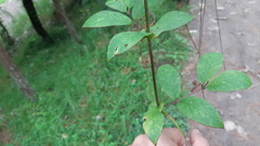 Cobaea scandens