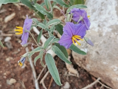 Solanum elaeagnifolium