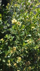 Baccharis conferta