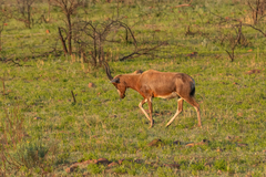 Damaliscus pygargus phillipsi