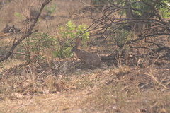 Lepus victoriae