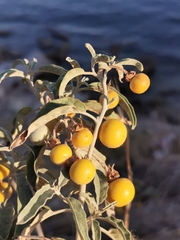 Solanum elaeagnifolium