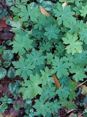 Geranium macrorrhizum