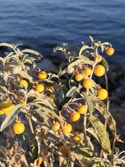 Solanum elaeagnifolium