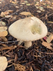 Leccinum scabrum