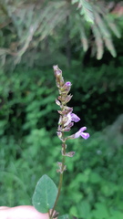 Salvia carnea