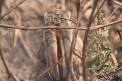 Lepus victoriae