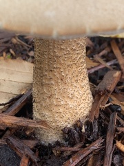 Leccinum scabrum