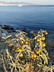 Solanum elaeagnifolium